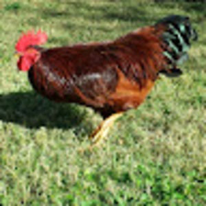 Meet your Posher, Carlye